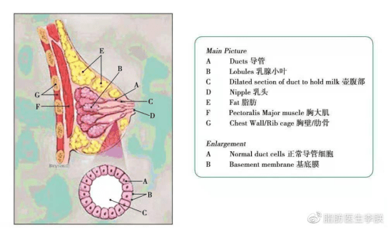 今天一起来了解下原因 乳房内的主要结构为乳管,乳腺小叶和腺泡,还有