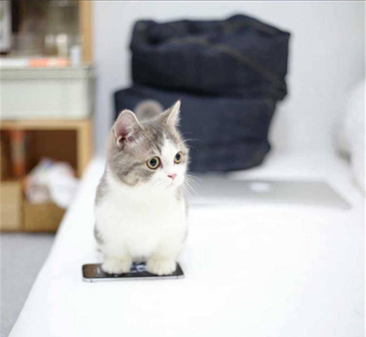 矮脚猫好养吗?矮脚猫为什么不能养?