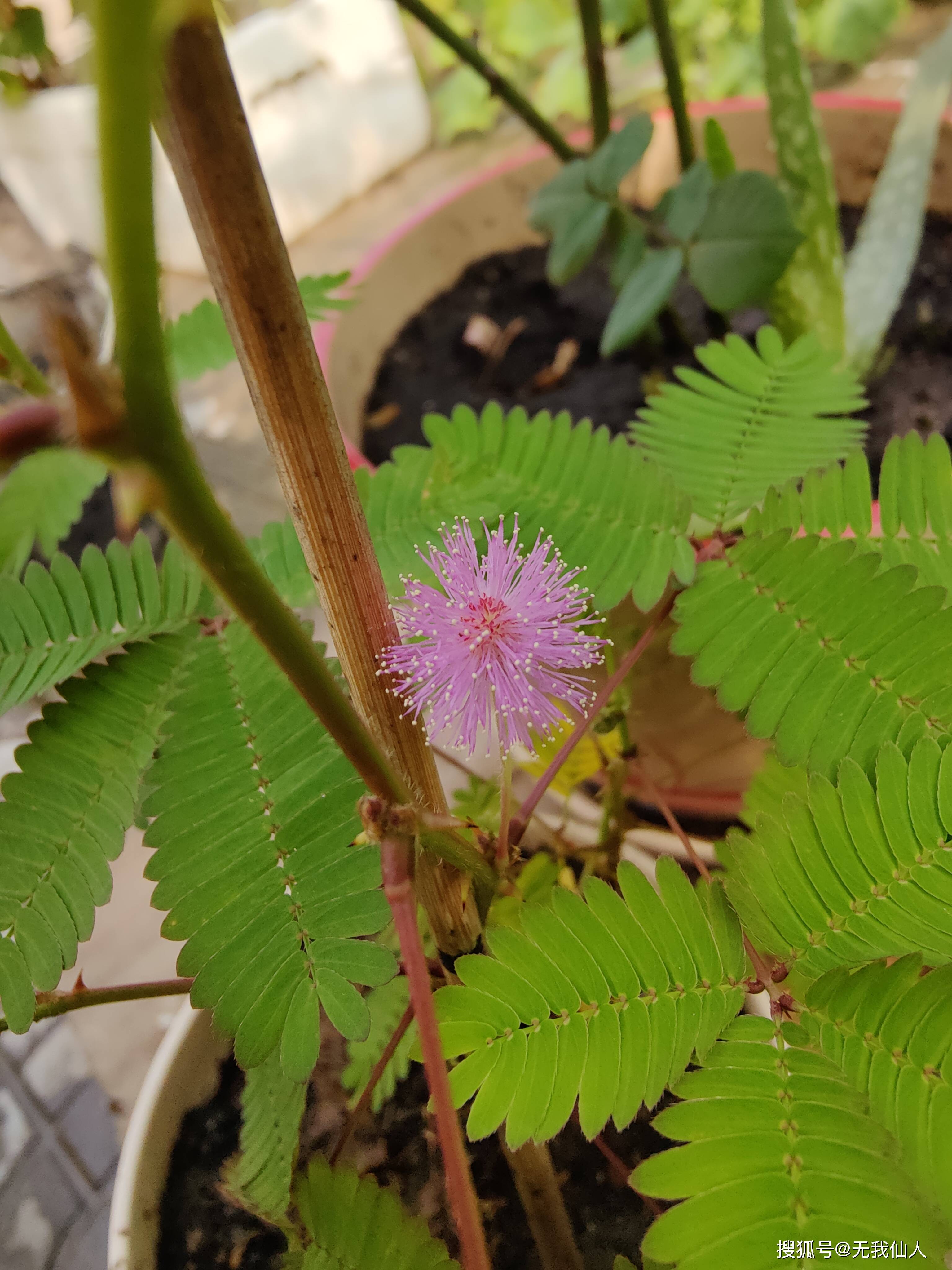 含羞草的花,你见过没?