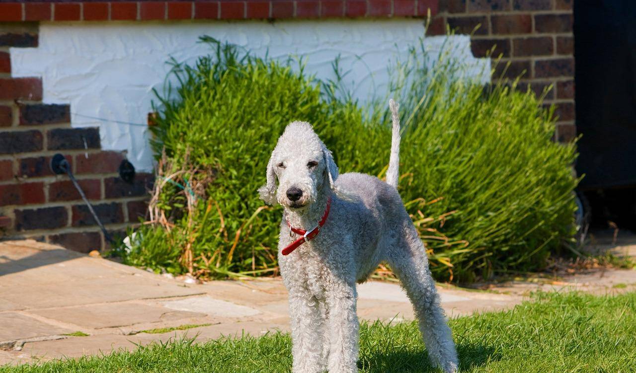 贝灵顿犬到底有没有攻击性