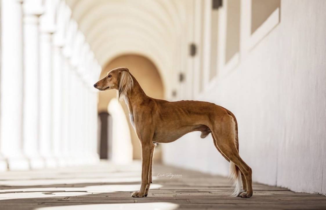 全球最贵的十大狗品种排名_猎犬