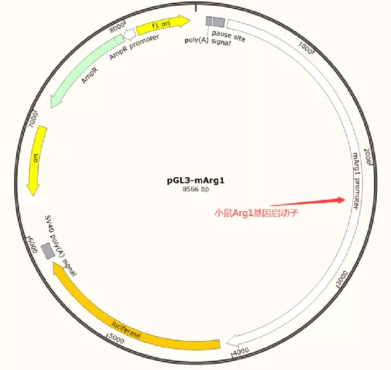 质粒介绍分解篇1启动子