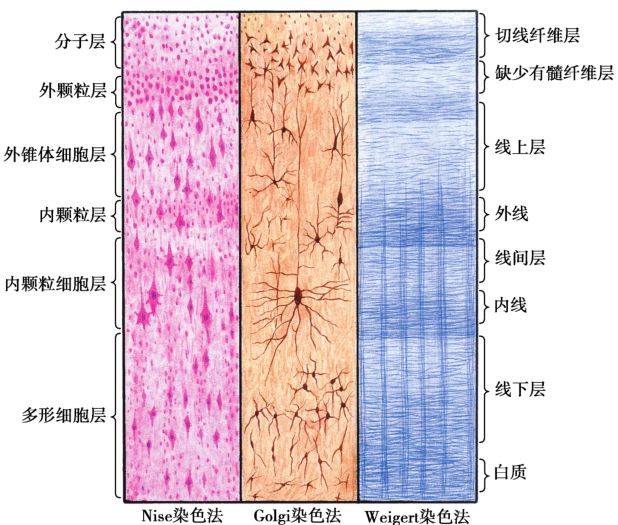 图8-14 人类大脑皮质的细胞分层和纤维分层(半模式图)