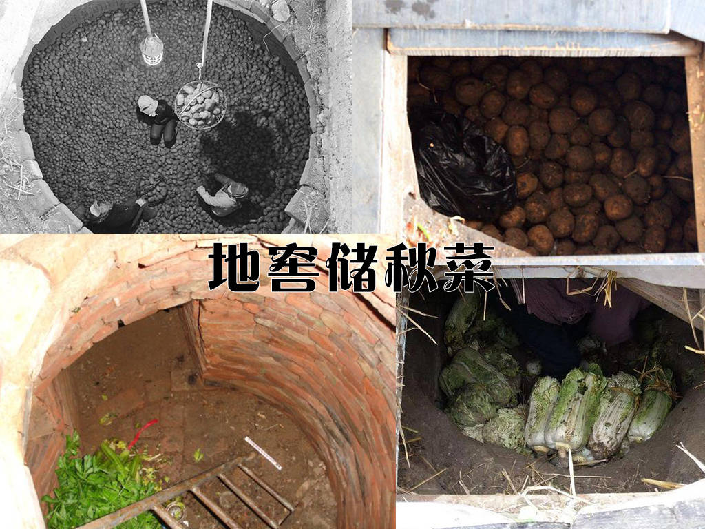 四大冬储菜!白菜土豆萝卜大葱,老东北传统食材,本地方式保鲜!