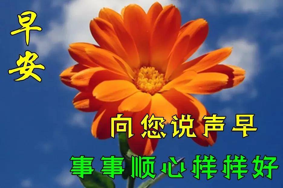 8张免打字漂亮好看的早上好鲜花带字,2021早晨好幸福暖心的问候图片