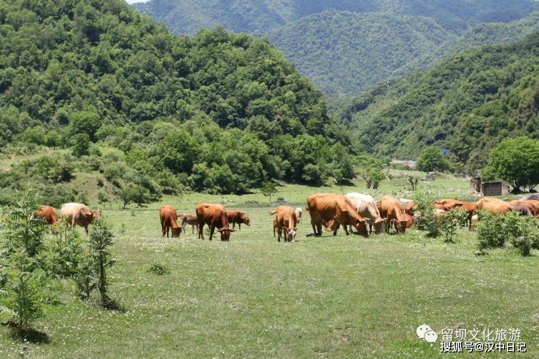 "云旅游"——留坝狮子沟牧场