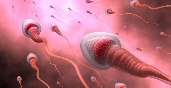 精子没有和卵子结合,那么精子去哪了？女性会有感觉吗？