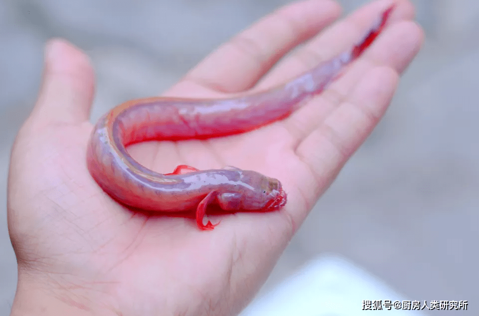 狼牙虾虎鱼第一次走进我们的视野,应该是在 2015年.