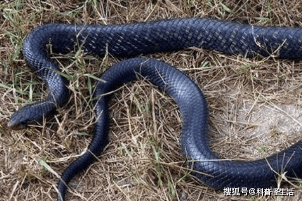 美洲最强森王蛇,还免疫各种毒性?它能否撼动眼镜王蛇的地位?