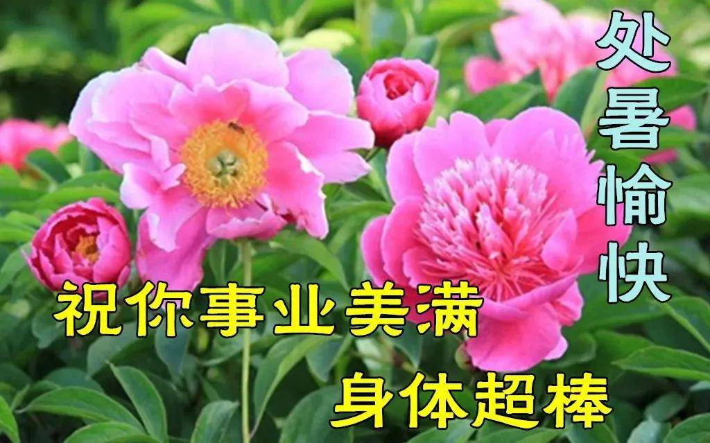 处暑早上好问候祝福动画表情图片包 处暑节气早安问候