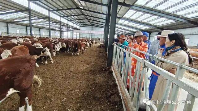 阿巴嘎旗现代畜牧业养牛示范基地优质进口牛发放仪式在举行