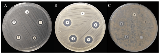 膜对(a)大肠杆菌o157:h7,(b)金黄色葡萄球菌和(c)葡萄孢菌的抑菌圈:(a