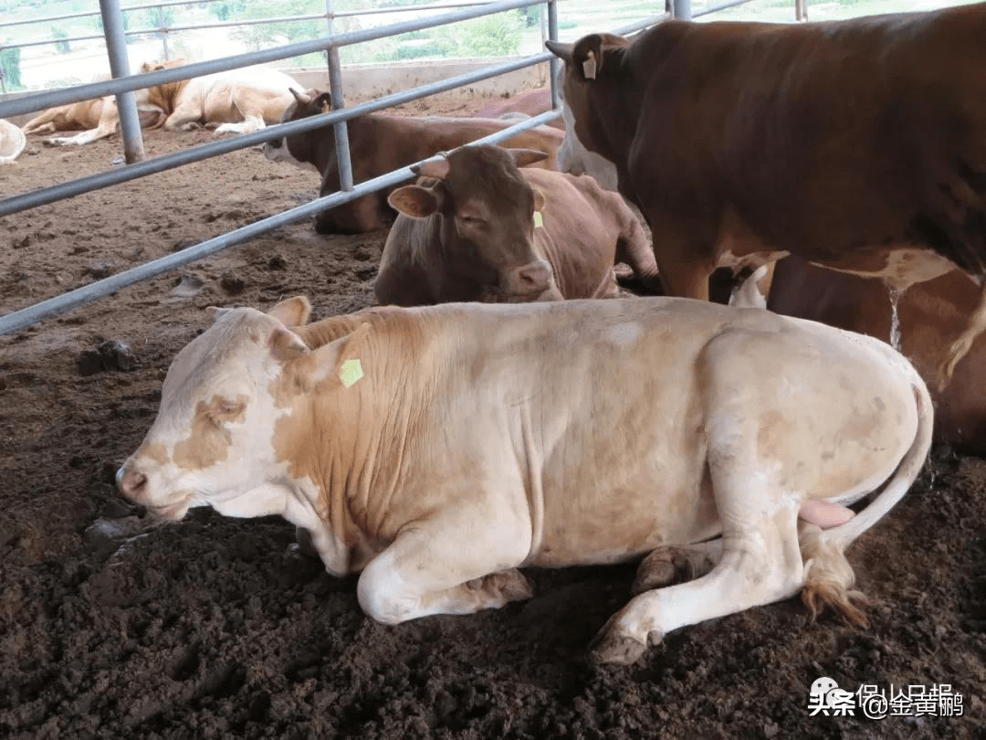 保山隆阳正是肉牛香醇时