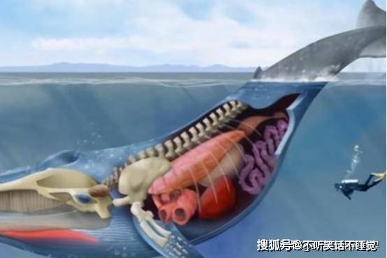 原创座头鲸是否吃人人被吞后居然奇迹生还为何经常打虎鲸