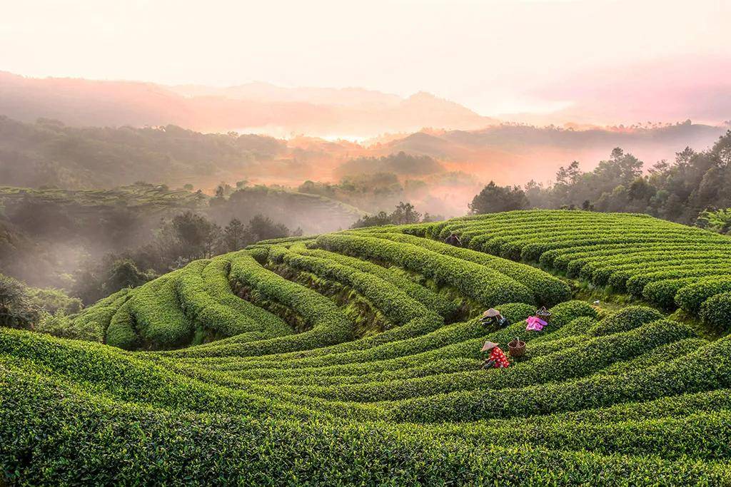 茶人说 | 福鼎白茶 沪上绽放