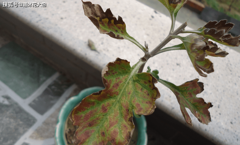 原创一般家庭养殖菊花该怎么防治枯萎病