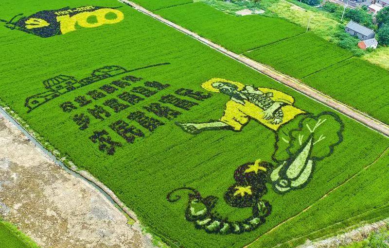 以稻为"笔"  绘制巨幅稻田画,为美丽乡村加分添彩  稻田种植 艺术设计
