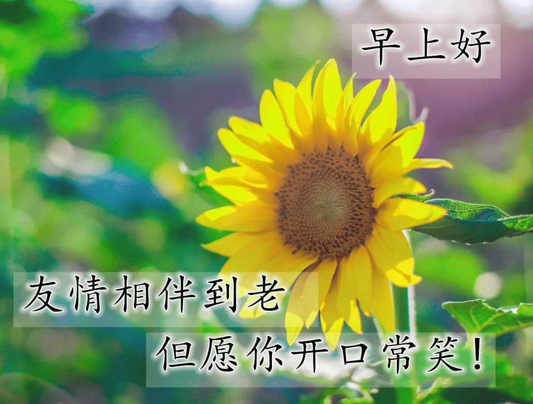 早安心语唯美配图,欢乐相伴的早上好美图,天天好心情的早安语录