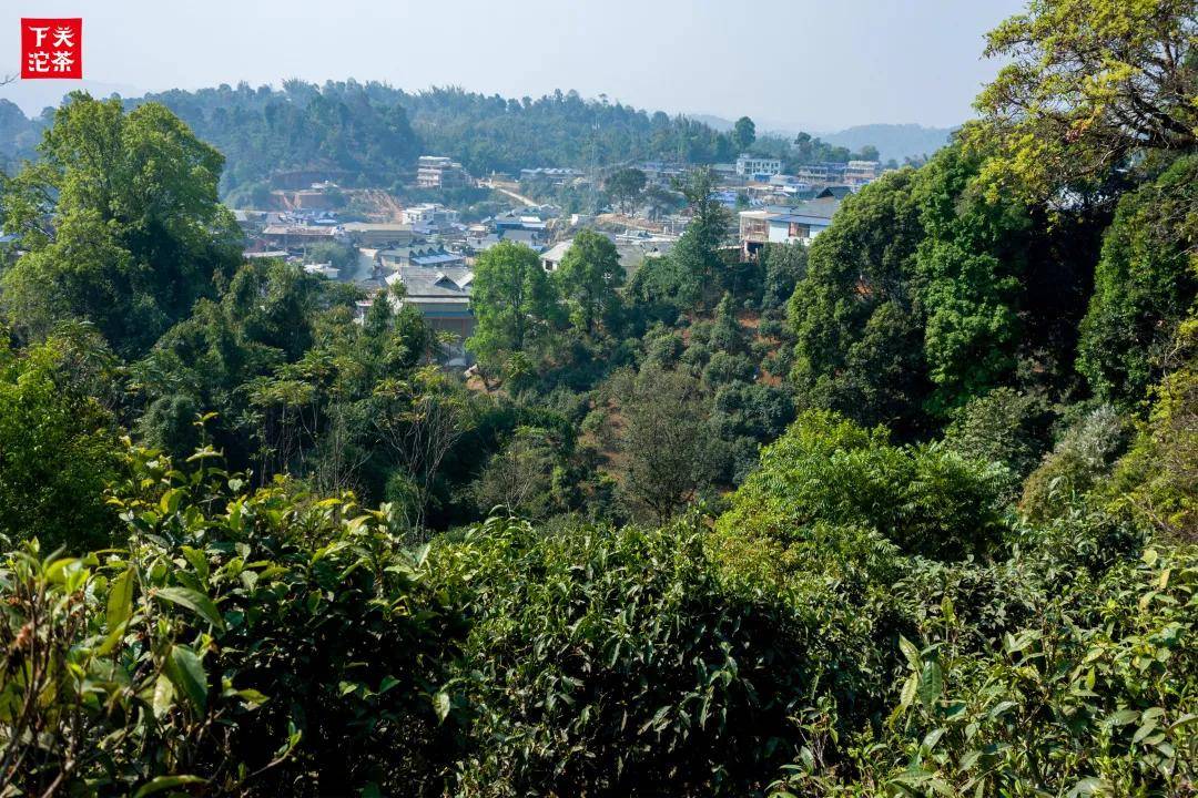 漫话茶山走进布朗山茶区上