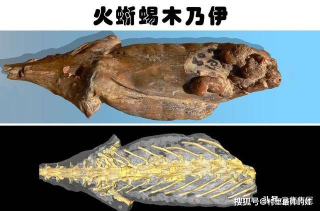被人类发现的10个最为奇怪的动物木乃伊_古埃及