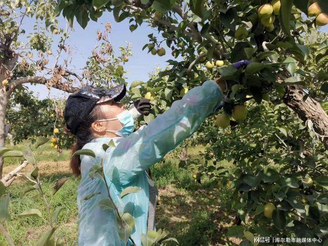 建设街道香梨社区:香梨满树采摘忙 志愿助农增丰收
