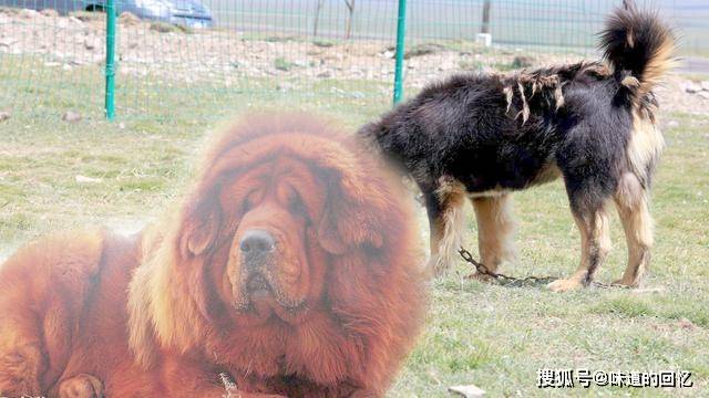 藏獒seo 来自搜狐网