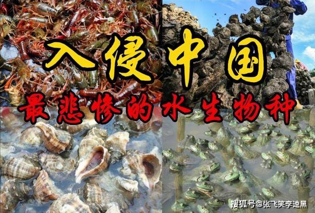 原创盘点入侵中国失败的水生物种本想泛滥成灾却被吃到连渣都不剩