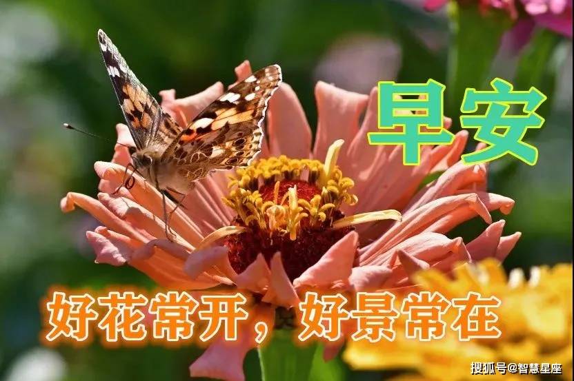 8张秋日最新特漂亮早上好鲜花动画图片带祝福语 2021最美秋日早安问候
