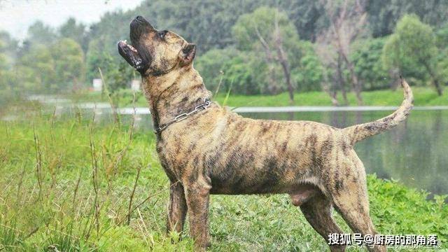 世界排名前五的猛犬完虐藏獒不是事儿比特犬排第二