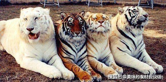 "黑虎掏心"不是传说,邻国发现黑虎,我国也有黑蓝虎的记载