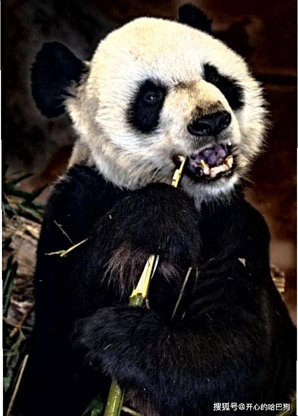 国宝大熊猫在美国遭"虐待"?骨瘦如柴,动物园却回应:自然老去