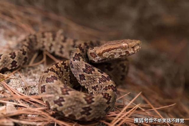 原矛头蝮九,圆斑蝰身上斑点形似豹纹,有着"百步金钱豹"的称呼,病死率