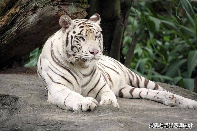 世界上现存的5种老虎东北虎体型最大孟加拉虎最多变