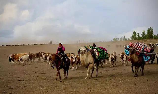 新疆牧民秋季大转场——一道不可多见的风景