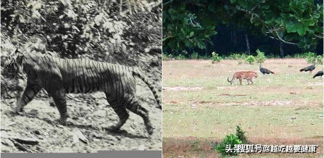 爪哇虎在爪哇岛重现?别幻想了,那只是一种比东北虎还濒危的大猫