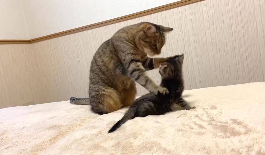 原创你知道吗猫咪也会为了争宠打架