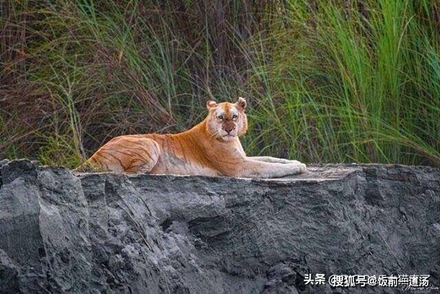 印度野外发现金虎,野生个体目前或仅此一只_老虎