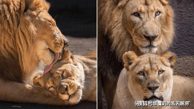 雄狮休伯特和母狮卡丽莎十