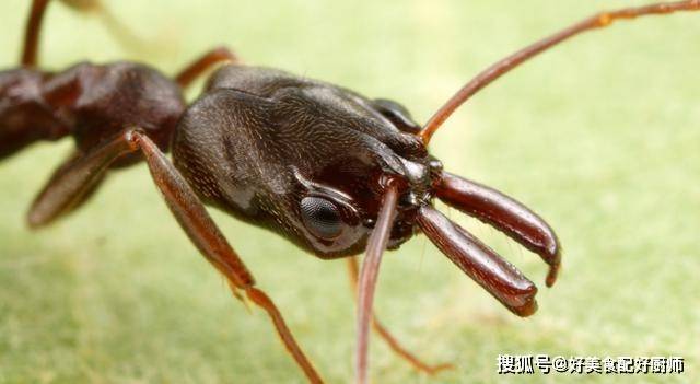 红火蚁生物防治行军蚁被打得落花流水有两类蚂蚁可胜红火蚁