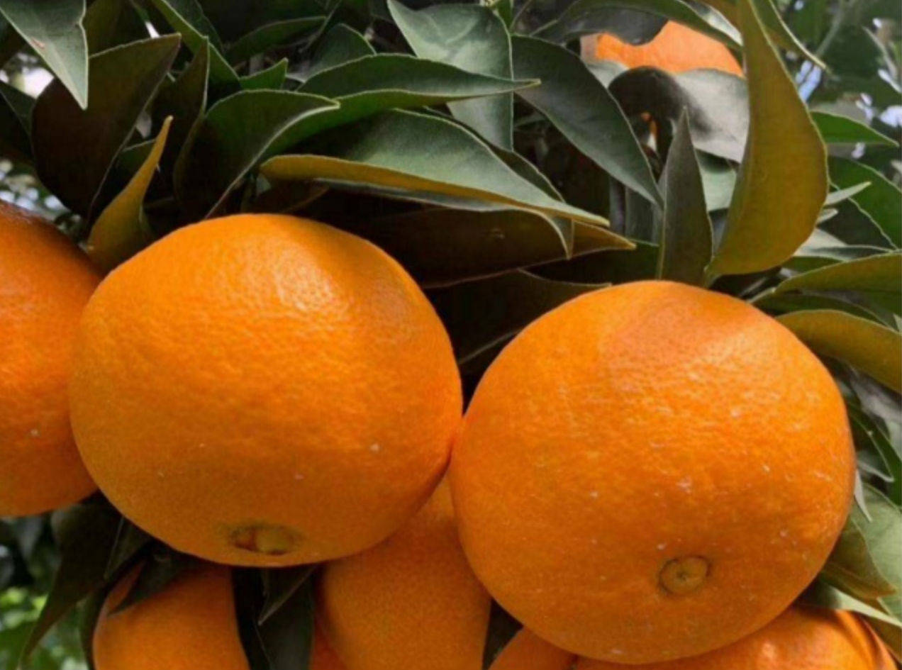 【农业灯塔】柑橘苗黄美人