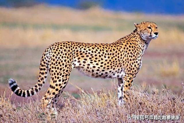 猎豹回归印度的时间或提前,但却不是亚洲猎豹