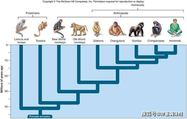 原创猴子是人类的祖先为什么猩猩却没进化成人你可能误解了进化论