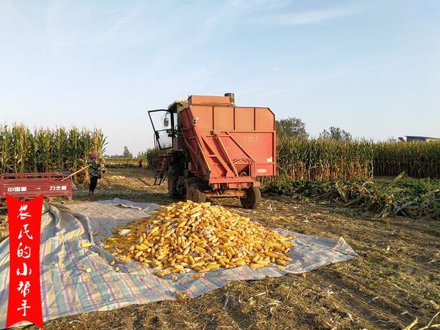 原创播种一粒玉米种子,是否能收获半斤玉米?农民种地挣钱吗?