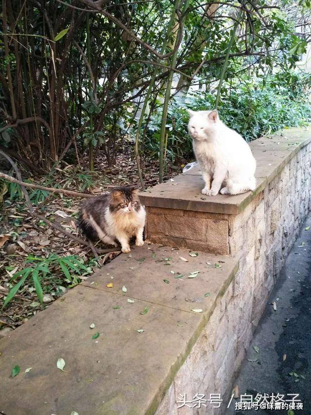 原创小区里的流浪猫:两个月前灰头土脸,两个月后貌若天仙