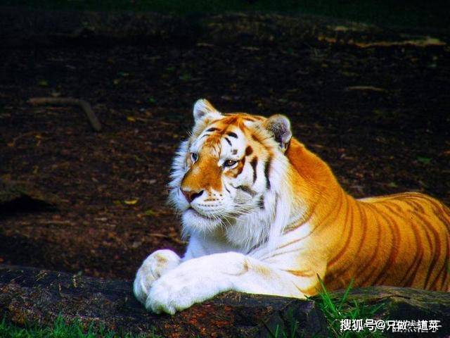 自然界最帅气的虎:靠颜值吃饭,把每个人萌翻