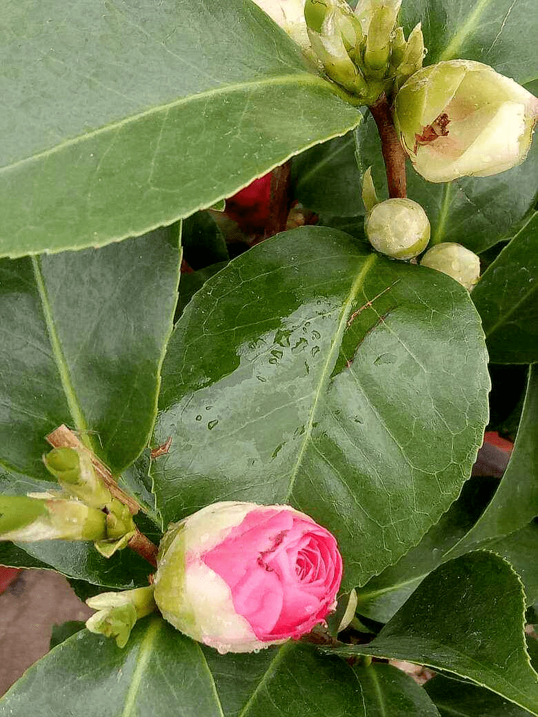 秋天是养茶花季节,要想花苞像"鹌鹑蛋"一样,种植时间要选对