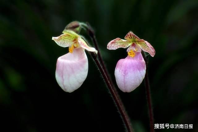 原创拖鞋兰万代兰这些稀有品种将亮相济南花卉园艺博览会