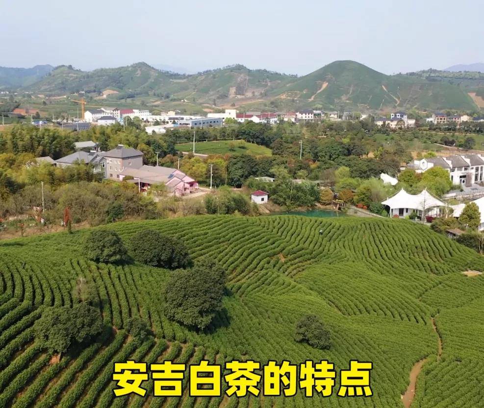 安吉白茶的特点