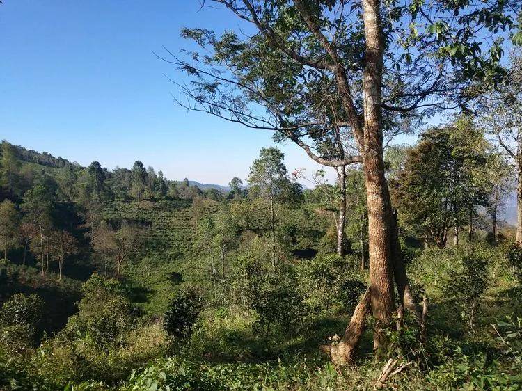 【普洱茶山行】易武古茶山寻茶记一一七村八寨之(瑶族丁家寨,麻黑寨