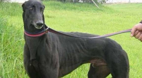 此犬是跑得最快的犬,时速最高可达70公里,也是公认的优秀猎犬